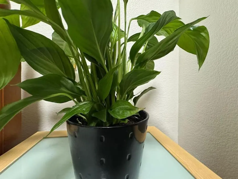 Tks Modern 1Bed Flat, London Appartement